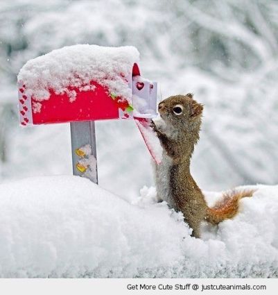 cute-animal-squirrel-snow-mail-post-box-pics